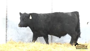 Yearling Bull