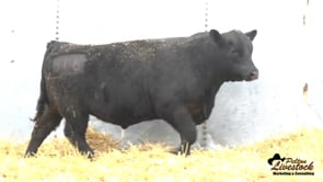 Yearling Bull