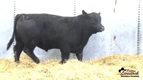 Yearling Bull