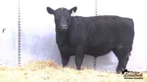 Yearling Bull