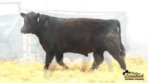 Yearling Bull