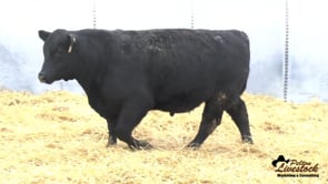Yearling Bull