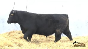 Yearling Bull