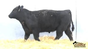 Yearling Bull