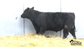 Yearling Bull