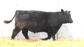 Yearling Bull