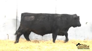 Yearling Bull