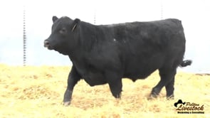 Yearling Bull