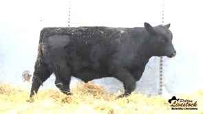 Yearling Bull