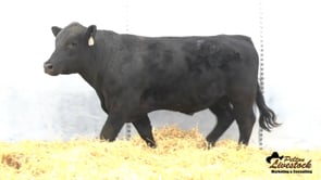 2 Year Old Bull