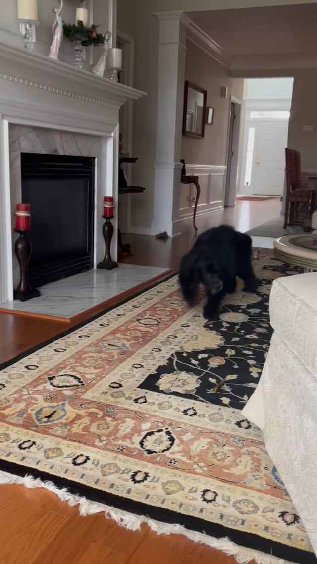 Enlarge Ollie: Your Easygoing, Cuddle-Ready Companion, an adopted mixed breed in Pennington, NJ video 5/5