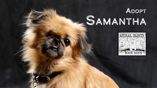 Enlarge Lady Samantha, a Adoptable Pekingese in Fort Montgomery, NY video 6/6