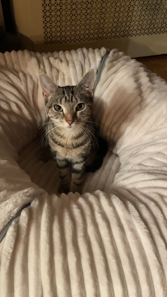 Enlarge Ryah, a Adoptable Domestic Short Hair in Jersey City, NJ video 6/6