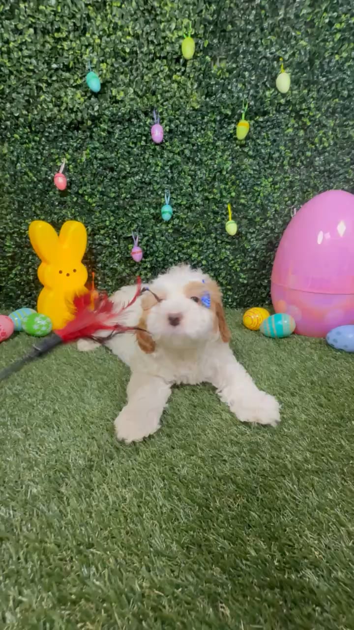 Female Bernedoodle puppy named Mika for sale at Puppy Dreams - Round Rock. video thumbnail
