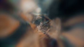 Fungi Media - Video - 1