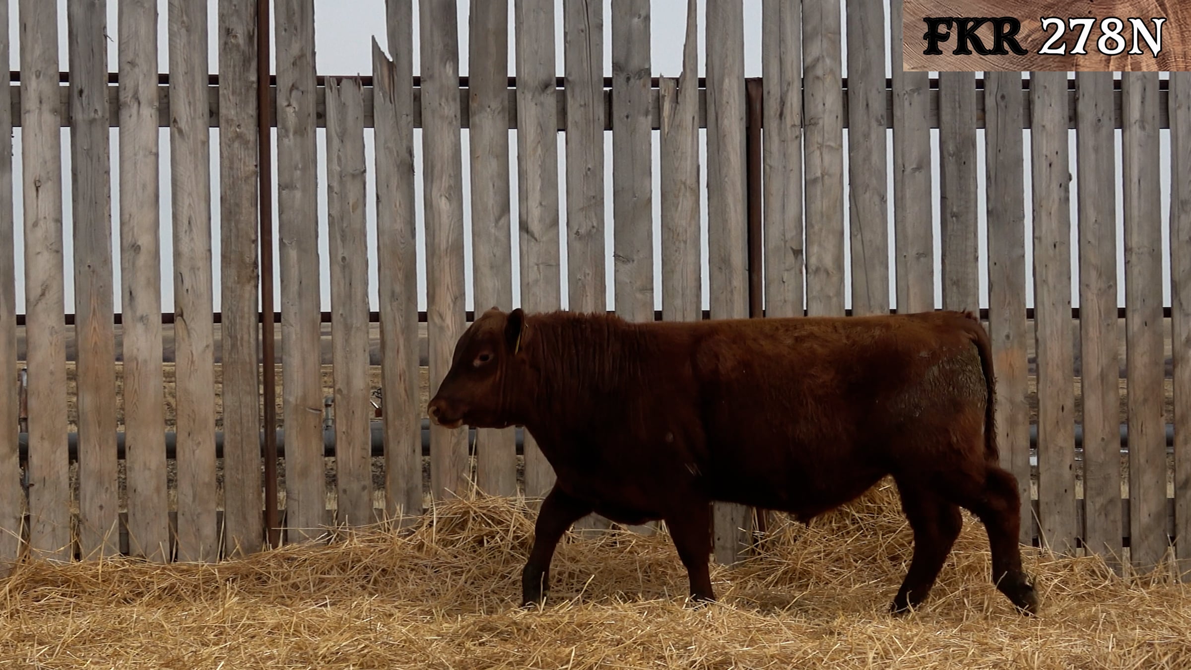 FKR 278N.mp4 | Videos & Movies on Vimeo