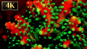 Underwater Short Film - Glowing Ocean Secrets