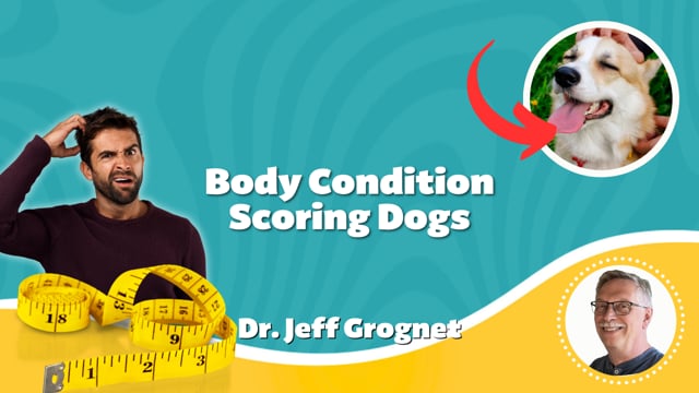 Body Condition Scoring - Dogs