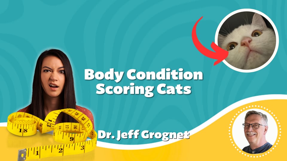 Body Condition Scoring - Cats