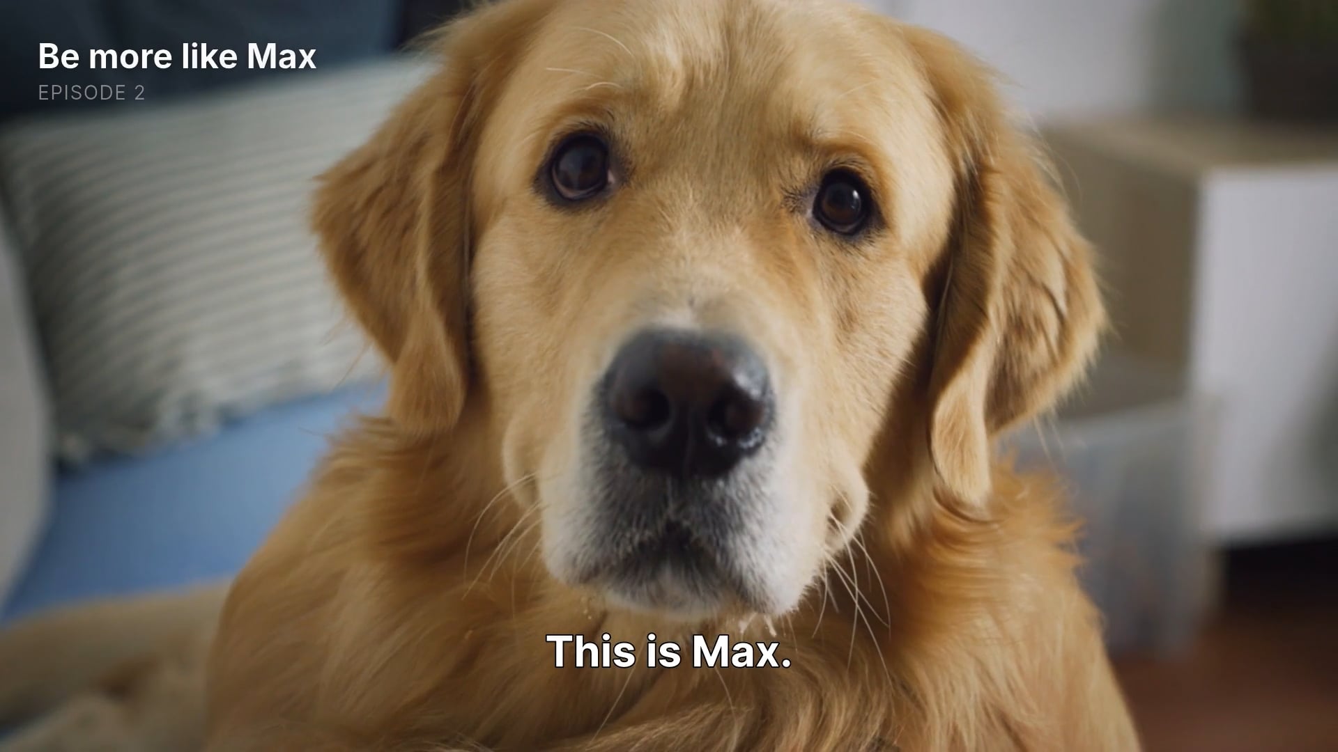 Max - The dog who understands intent is not execution