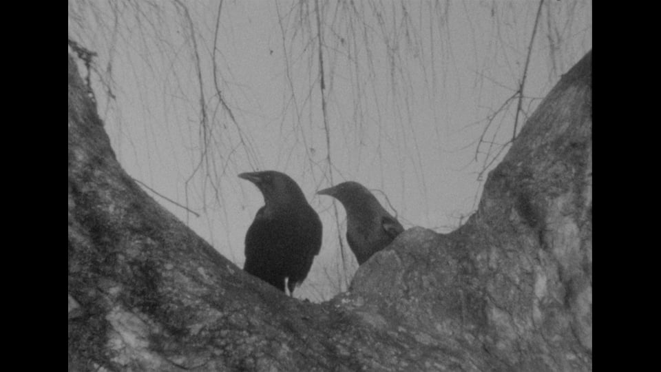 Black Bird