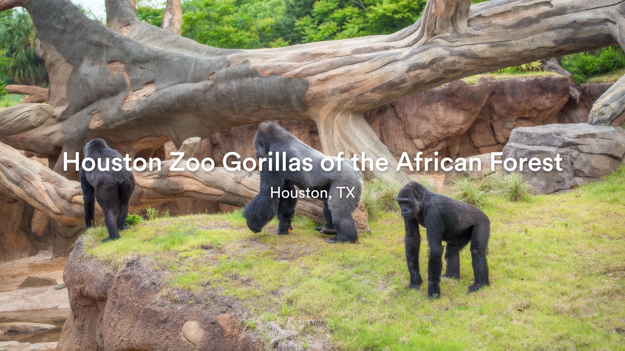 Houston Zoo Gorillas of the African Forest FINAL