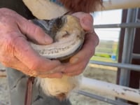 Related Embedded Video Item Thumbnail