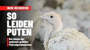 Neue Recherche: So leiden Puten bei einem der weltweit größten Fleischproduzenten