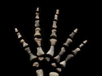 Microsaur Hand Fossil AWFOSS446 video 1