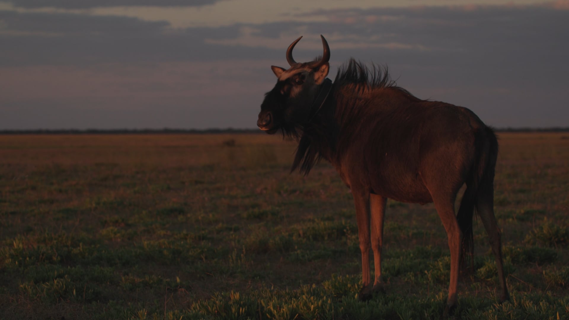 Wildebeest Collaring Project - Zambia Carnivore Programme