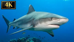 Underwater Short Film - Made By Nature