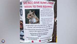Do NOT Feed Squirrels THIS