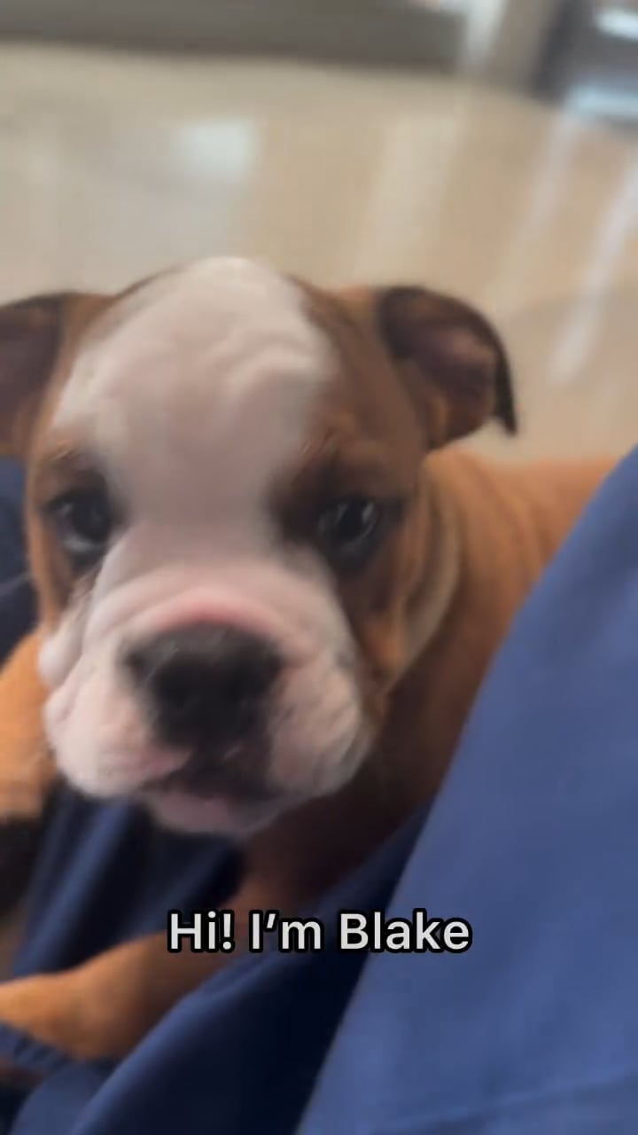 Male English Bulldog puppy named Blake for sale at The Puppy Palace CT. video thumbnail