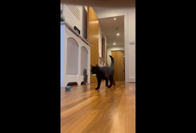 Friendly girl and her cat looking for a home! Main Photo