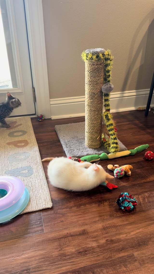 Enlarge Hollywood, an adopted Siamese in Nashua, NH video 4/6