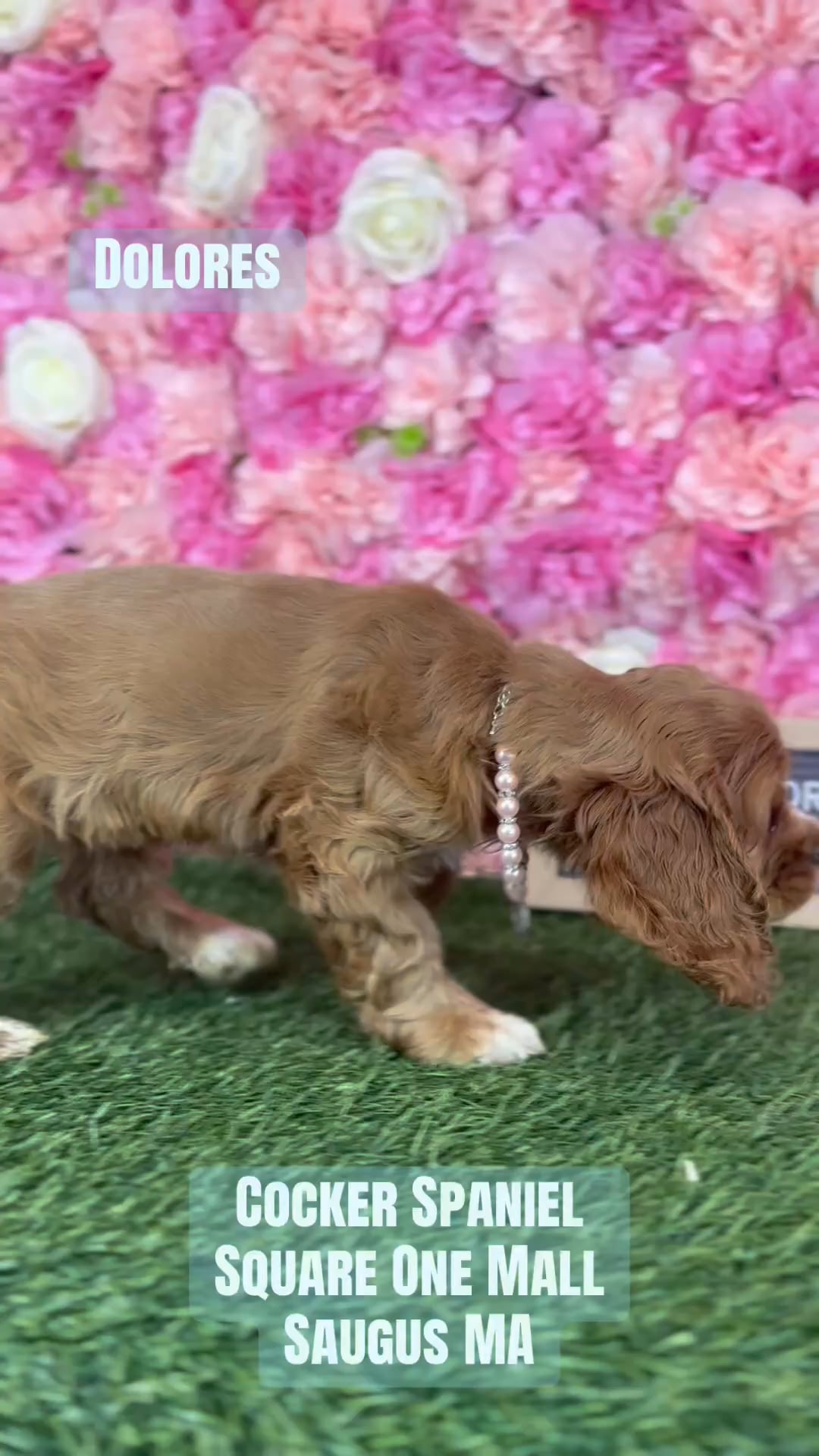 Female Cocker Spaniel puppy named Dolores for sale at Pet Express Saugus. video thumbnail