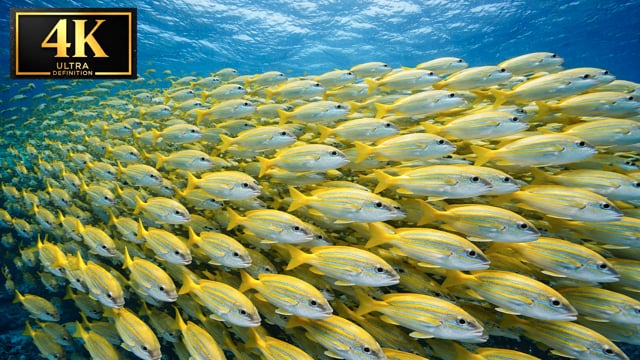 Underwater Short Film - Life In Perfect Motion