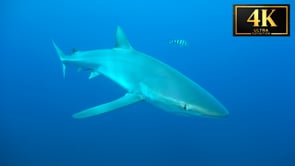 Underwater Short Film - Forged In Fire, Ruled By Water