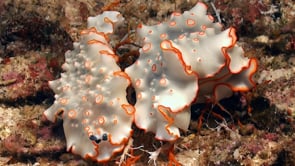 0957_Orange and white nudibranch