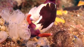 0898_Nudibranch Tambja feeding on ascidians