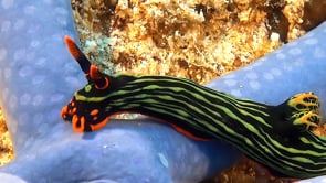 0899_Green Tiger Nudibranch on blue Star fish