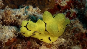 0896_Big yellow Nudibranch