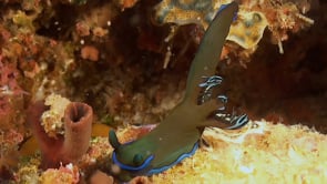 0897_Nudibranch Tambja morosa on coral reef