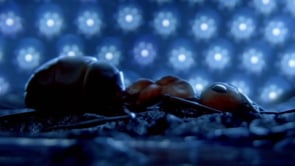 Related Embedded Video Item Thumbnail