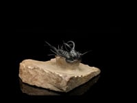 Trilobite Fossil AWTRIL449 video 1