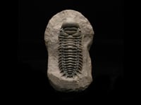 Trilobite on Matrix AWTRIL451