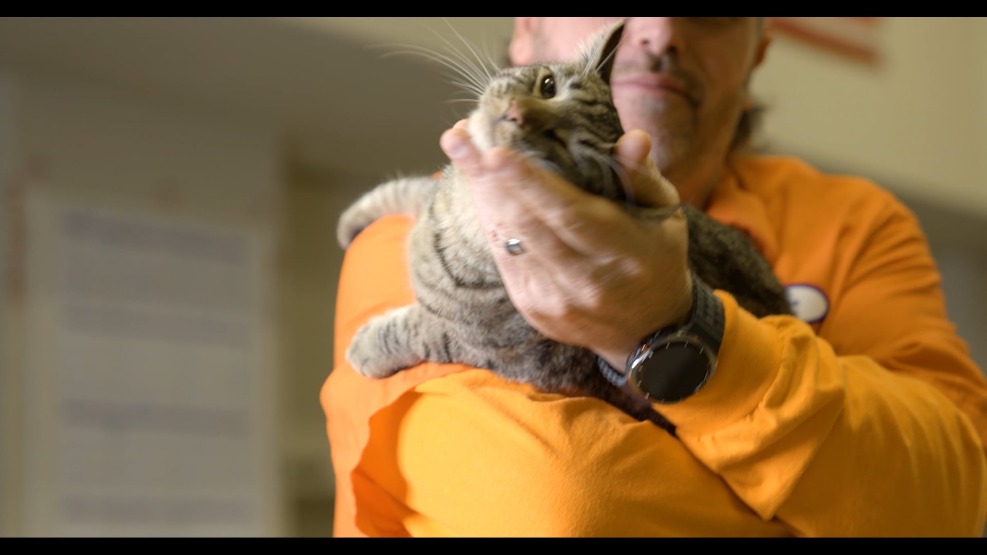 Romac, the PID Cat | Paradise Irrigation District