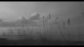 The Director of Photography