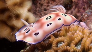 0895_Nudibranch Chromodoris leopardus walking over coral reef