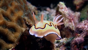 0894_Chromodoris Nudibranch close up